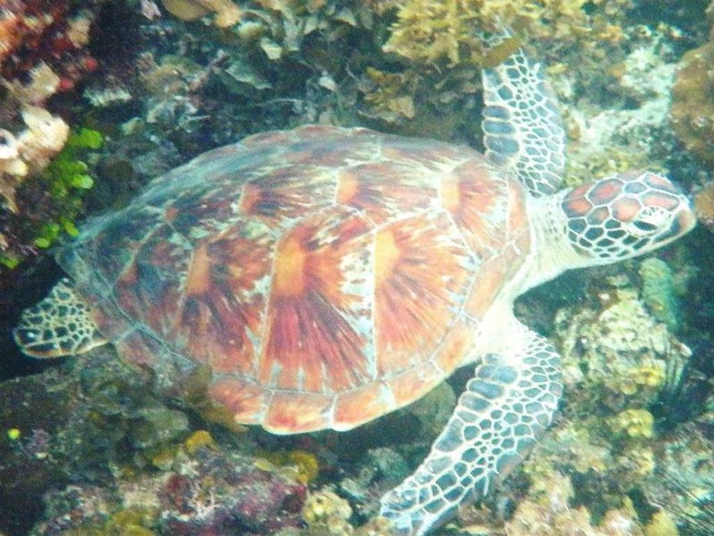 Secret Paradise Resort & Turtle Sanctuary San Vicente  Ngoại thất bức ảnh