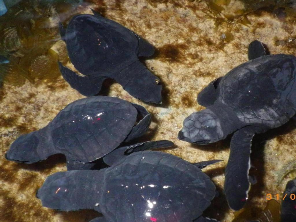 Secret Paradise Resort & Turtle Sanctuary San Vicente  Ngoại thất bức ảnh