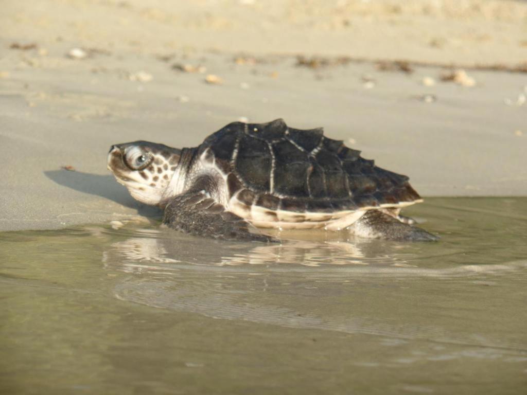 Secret Paradise Resort & Turtle Sanctuary San Vicente  Ngoại thất bức ảnh