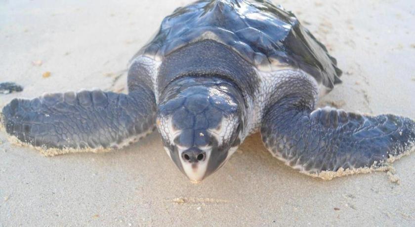 Secret Paradise Resort & Turtle Sanctuary San Vicente  Ngoại thất bức ảnh